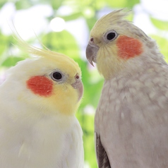 ことりカフェ 上野本店 根津駅ランチ